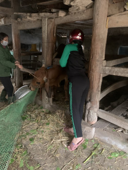 Long Xá triển khai tiêm vắc xin phòng bệnh cho đàn gia súc, gia cầm, dại chó vụ xuân năm 2022